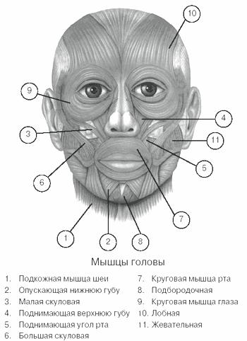 Мышцы Лица Фото С Описанием